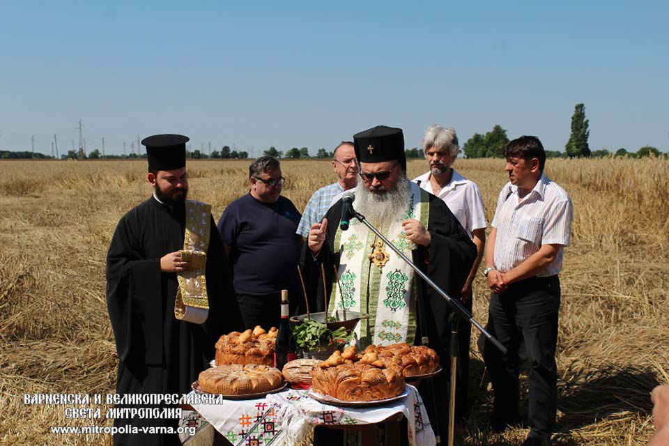 Митрополит Йоан благослови тържествена церемония по зажънване на ръжта в землището на град Генерал Тошево - 1